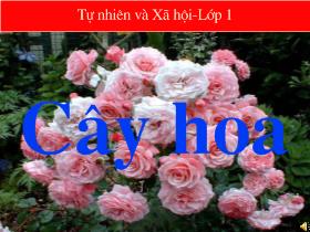 Bài giảng Tự nhiên xã hội: Cây hoa