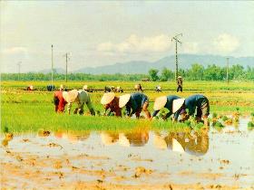 Giáo án Lớp 4 môn Mĩ thuật - Bài 7 : Vẽ tranh: Đề tài phong cảnh quê hương